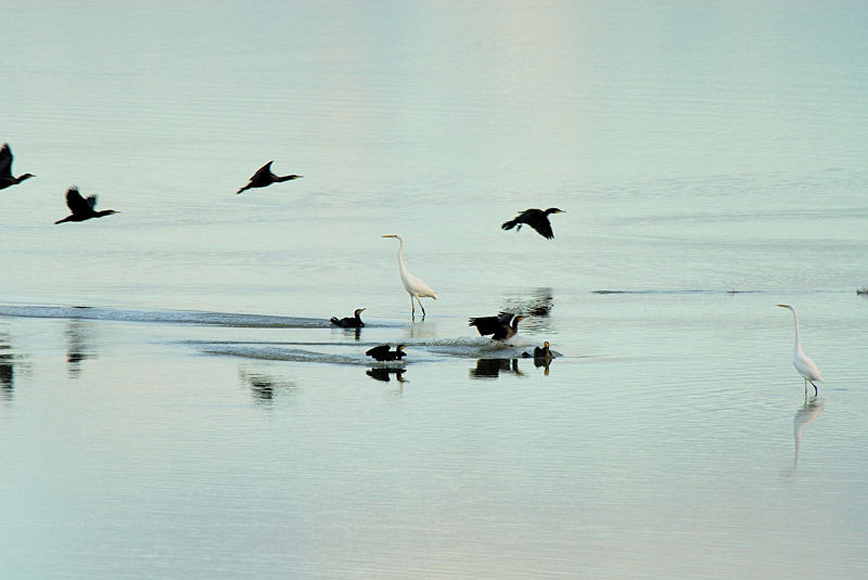 Cormorani - Phalacrocorax carbo